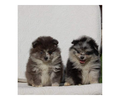 Pomeranian spitz beautiful puppies  | free-classifieds.co.uk - 5