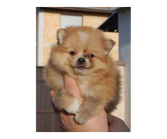 Pomeranian spitz beautiful puppies  | free-classifieds.co.uk - 6