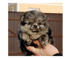 Pomeranian spitz beautiful puppies  | free-classifieds.co.uk - 7