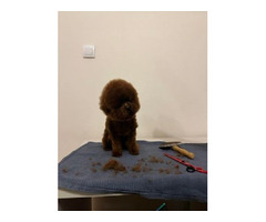 Male teacup red poodle, free to mate   | free-classifieds.co.uk - 4