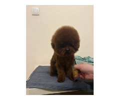 Male teacup red poodle, free to mate   | free-classifieds.co.uk - 5