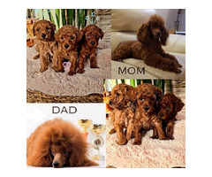Red toy poodle  | free-classifieds.co.uk - 1