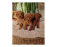 Red toy poodle  | free-classifieds.co.uk - 2