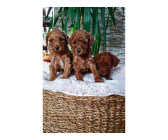 Red toy poodle  | free-classifieds.co.uk - 3