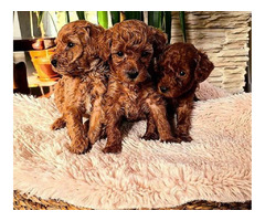 Red toy poodle  | free-classifieds.co.uk - 4