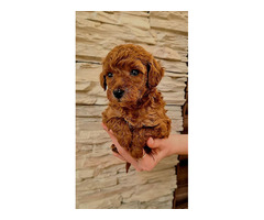 Red toy poodle  | free-classifieds.co.uk - 5