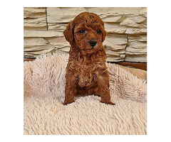 Red toy poodle  | free-classifieds.co.uk - 6