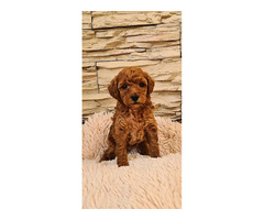 Red toy poodle  | free-classifieds.co.uk - 7
