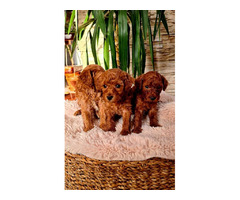 Red toy poodle  | free-classifieds.co.uk - 8