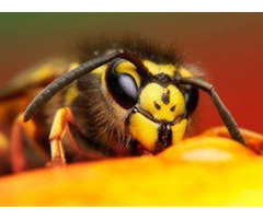 Reclaim Your Space with Surekil Pest Control Ltd – Carlisle's Premier Pest Experts! | free-classifieds.co.uk - 3