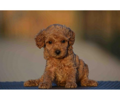 Mini poodle, apricot color | free-classifieds.co.uk - 1
