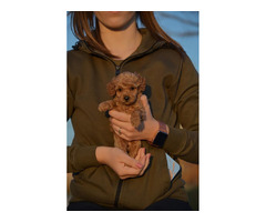 Mini poodle, apricot color | free-classifieds.co.uk - 2
