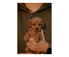 Mini poodle, apricot color | free-classifieds.co.uk - 4