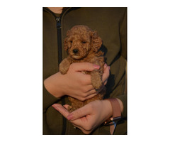 Mini poodle, apricot color | free-classifieds.co.uk - 5