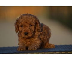 Mini poodle, apricot color | free-classifieds.co.uk - 6