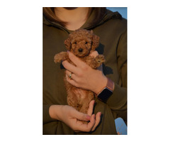 Mini poodle, apricot color | free-classifieds.co.uk - 7