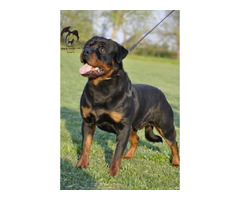 The male Rottweiler free to mate  | free-classifieds.co.uk - 1
