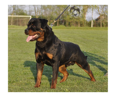 The male Rottweiler free to mate  | free-classifieds.co.uk - 2
