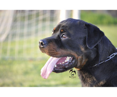The male Rottweiler free to mate  | free-classifieds.co.uk - 3