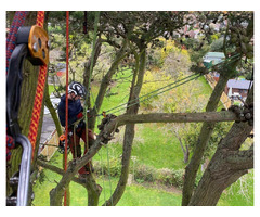 Your Local Tree Surgeon in Herne Bay - Oakley Jones Tree Services | free-classifieds.co.uk - 1