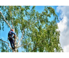 Transform Your Landscape with Your Local Tree Surgeon in Faversham | free-classifieds.co.uk - 1