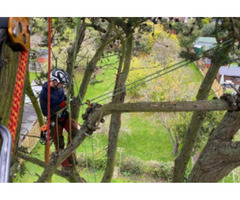 Your Local Tree Surgeon in Faversham - Oakley Jones Tree Services | free-classifieds.co.uk - 1