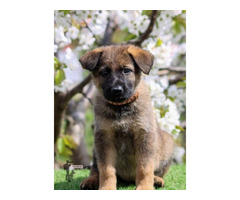 German shepherd puppies | free-classifieds.co.uk - 1