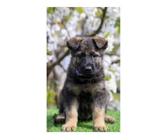 German shepherd puppies | free-classifieds.co.uk - 2