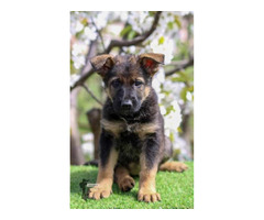 German shepherd puppies | free-classifieds.co.uk - 3