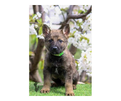 German shepherd puppies | free-classifieds.co.uk - 4