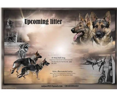 German shepherd puppies | free-classifieds.co.uk - 6