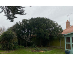 Elevate Your Outdoor Space with Your Local Tree Surgeon in Faversham | free-classifieds.co.uk - 1