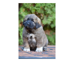 CAUCASIAN SHEPHERD puppies  | free-classifieds.co.uk - 1