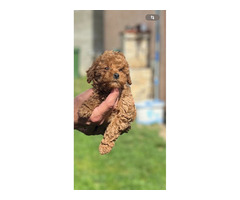 Miniature red poodle  - 1