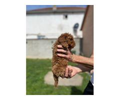 Miniature red poodle  | free-classifieds.co.uk - 2