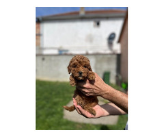 Miniature red poodle  - 3