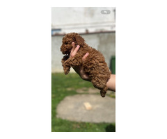 Miniature red poodle  - 4