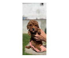 Miniature red poodle  - 5