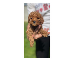 Miniature red poodle  - 6