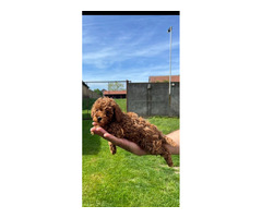 Miniature red poodle  - 7