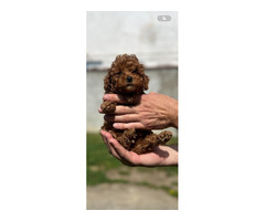 Miniature red poodle  - 8