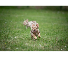 French   bulldog  | free-classifieds.co.uk - 2