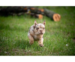 French   bulldog  | free-classifieds.co.uk - 5
