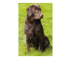 HANDSOME WORKING CHOCOLATE LABRADOR AT STUD | free-classifieds.co.uk - 2