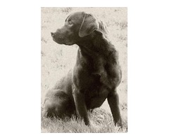HANDSOME WORKING CHOCOLATE LABRADOR AT STUD | free-classifieds.co.uk - 3