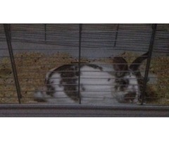 I'm selling three rabbits for 50 | free-classifieds.co.uk - 1