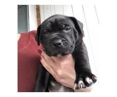 Staffordshire bull terrier pup | free-classifieds.co.uk - 2