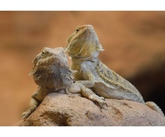 TWO YOUNG BEARDED DRAGONS FOR SALE (Full set up) | free-classifieds.co.uk - 1