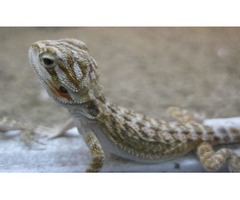 TWO YOUNG BEARDED DRAGONS FOR SALE (Full set up) | free-classifieds.co.uk - 2