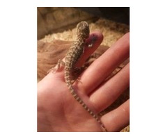 TWO YOUNG BEARDED DRAGONS FOR SALE (Full set up) | free-classifieds.co.uk - 3